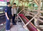 Buat Heboh Warga, 7 Kambing di Cilodong Depok Dicuri, 3 Ekor Hanya Tersisa Jeroan