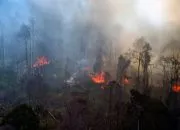 Klarifikasi Hoaks Kebakaran Hutan yang Diklaim Tidak Terjadi dalam Tiga Tahun Terakhir