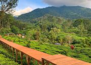 Menikmati Keindahan Alam di Gunung Mas Puncak