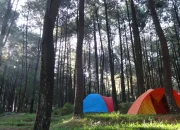 Menyusuri Keindahan Hutan Pinus Bogor